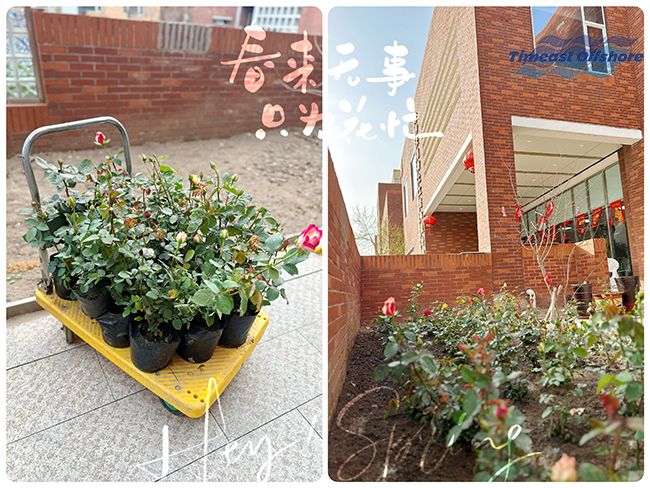 “植”此青绿 共沐春光 “植”此青绿 共沐春光