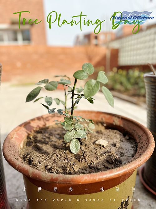 “植”此青绿 共沐春光 “植”此青绿 共沐春光