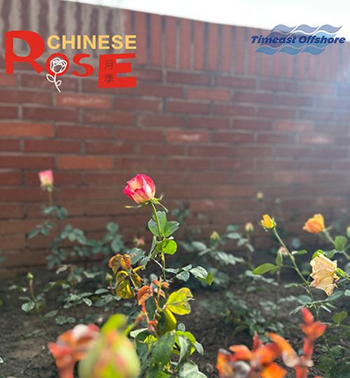 “植”此青绿 共沐春光 “植”此青绿 共沐春光